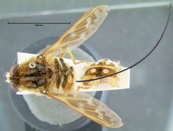 Media type: image;   Entomology 35327 Aspect: habitus dorsal view